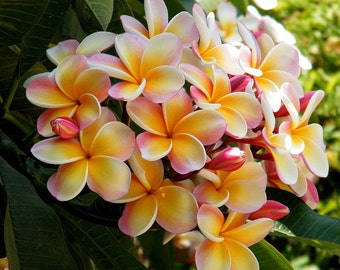 Sunset Plumeria Plant – Orange Pink Frangipani, Fragrant Tropical Blooms