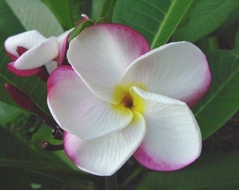 Plumeria Plant Delightful Pink Pansy Easy To Grow OUR GUARANTEE