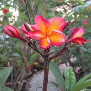 Dwarf Plumeria Plant A Perfect Gift OUR GUARANTEE image 1