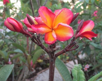 May include: Close-up of a vibrant plumeria flower with pink and yellow petals. Water droplets cling to the petals. The flower is surrounded by green leaves and other flowers in the background. The stem is brown.