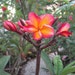 see more listings in the Plumeria Plants section