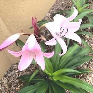Naked Lady Lily Bulb – Amaryllis belladonna – Pink Flower Bulb – Fall Blooming Perennial – Live Bulb 画像 3