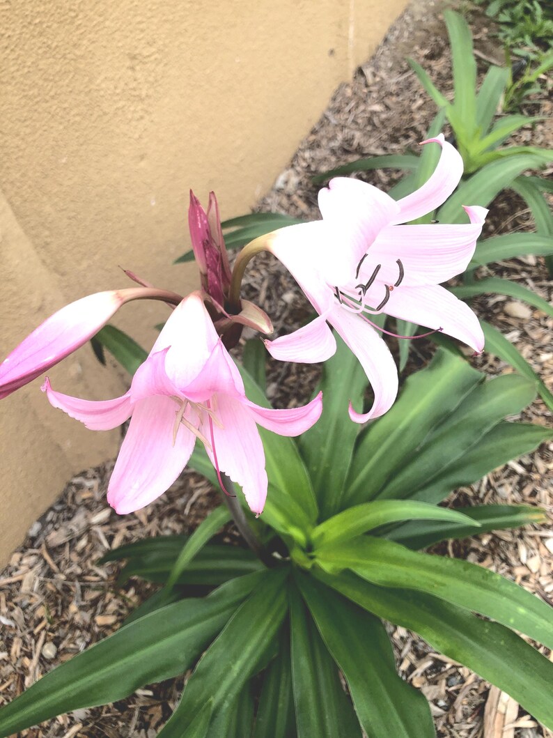 Naked Lady Lily Bulb – Amaryllis belladonna – Pink Flower Bulb – Fall Blooming Perennial – Live Bulb 画像 3
