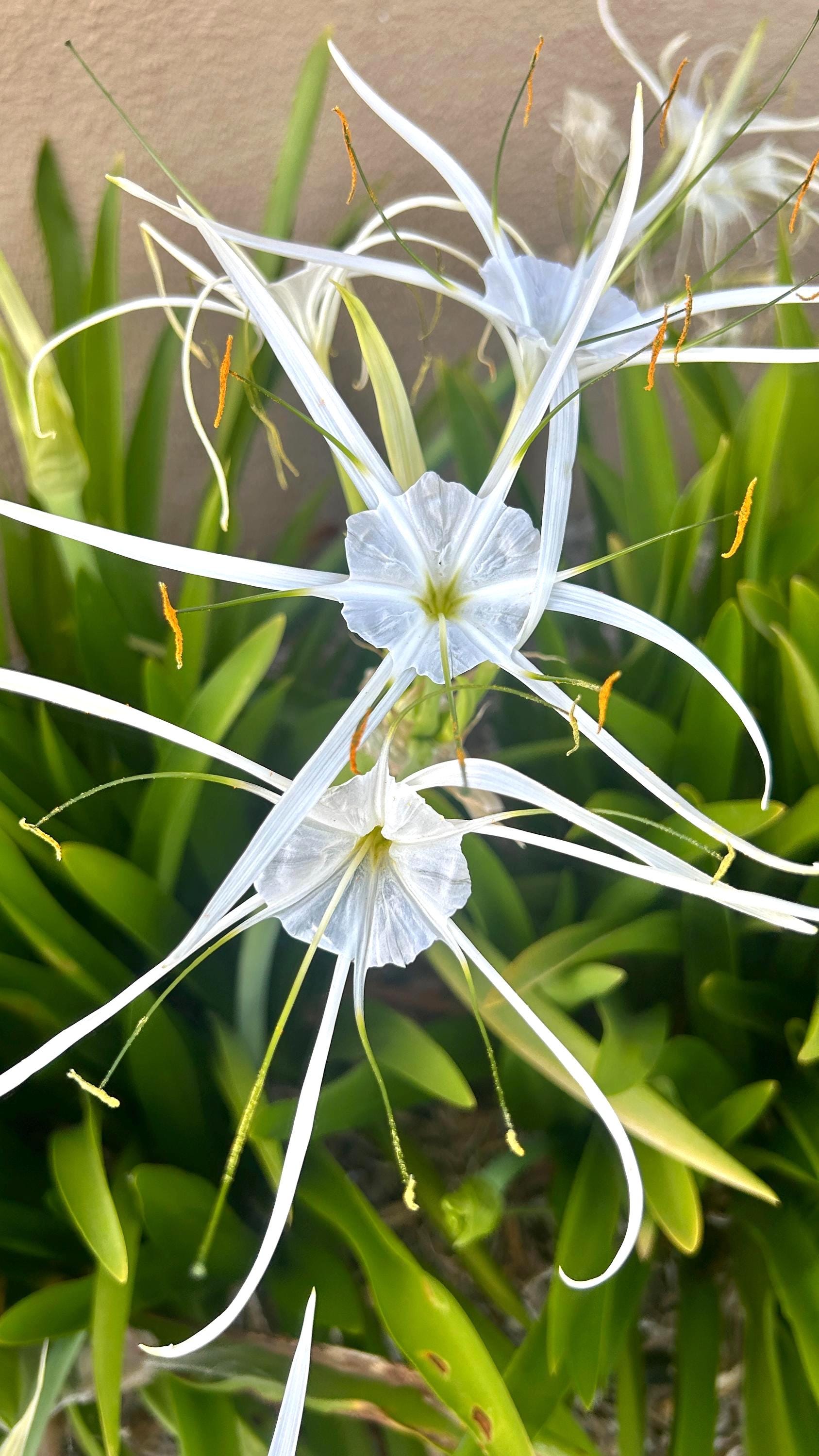 lily oriental white Oriental Lily Baferrari main image 1