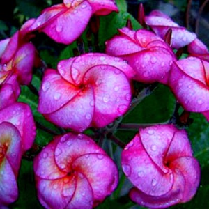 Plumeria Plant Purple Blooms