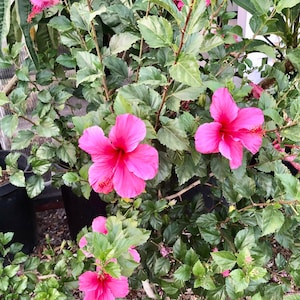 Hibiscus Plant Single Red Flowers Easy To Grow OUR GUARANTEE image 4