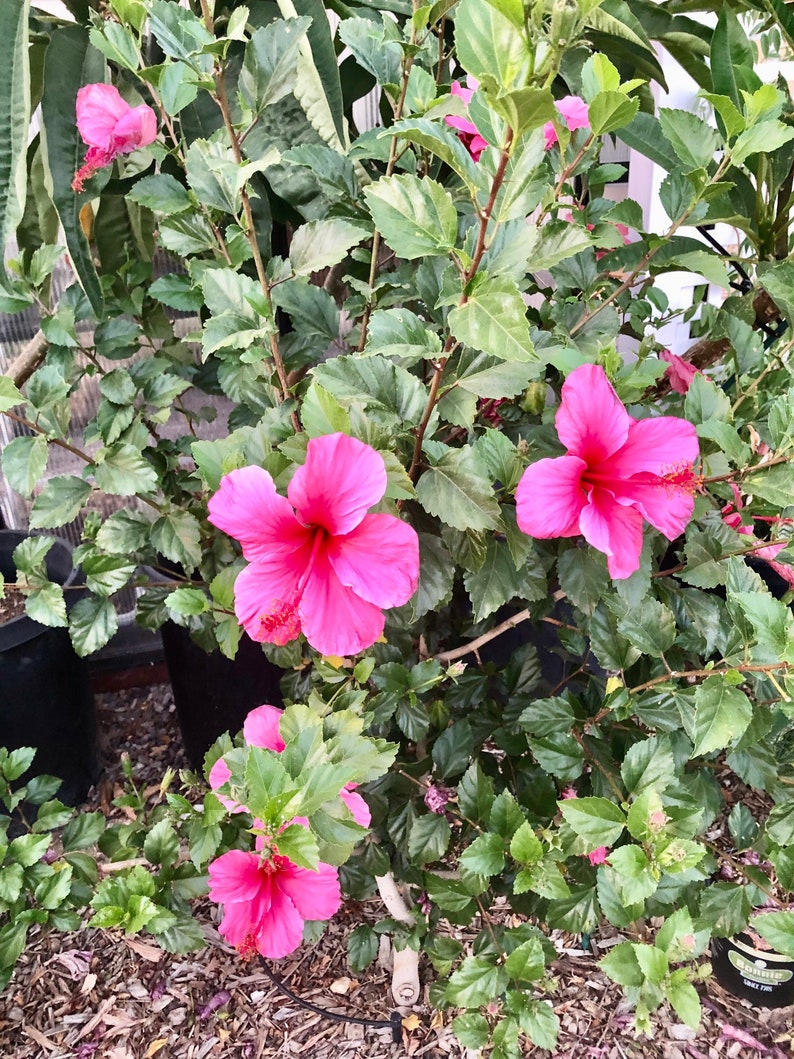 Hibiscus Plant Single Red Flowers Easy To Grow OUR GUARANTEE image 4