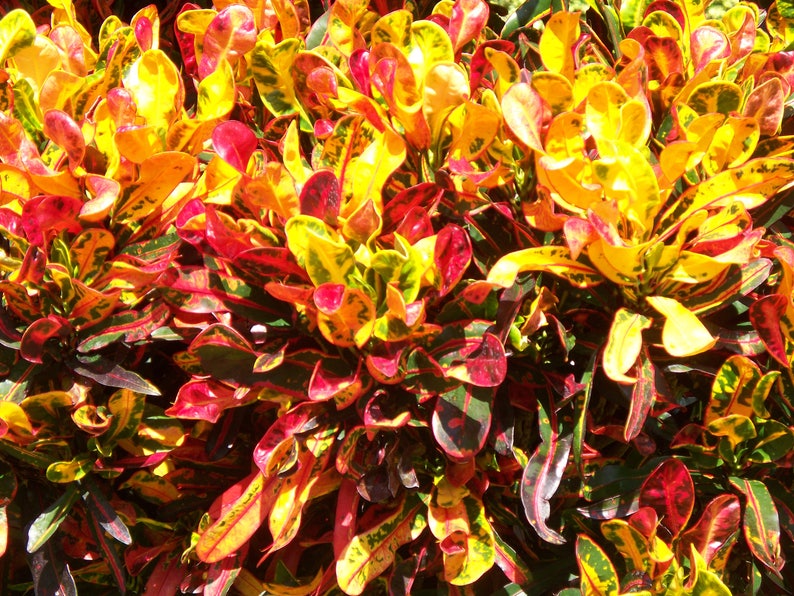 Tropical Croton Plant Yellow Croton Leaves Tropical Etsy