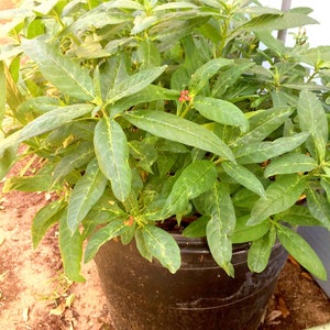 Asclepias Milkweed Starter Plants Easy To Grow OUR GUARANTEE image 2
