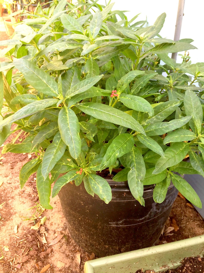 Asclepias Milkweed Starter Plants Easy To Grow OUR GUARANTEE image 2