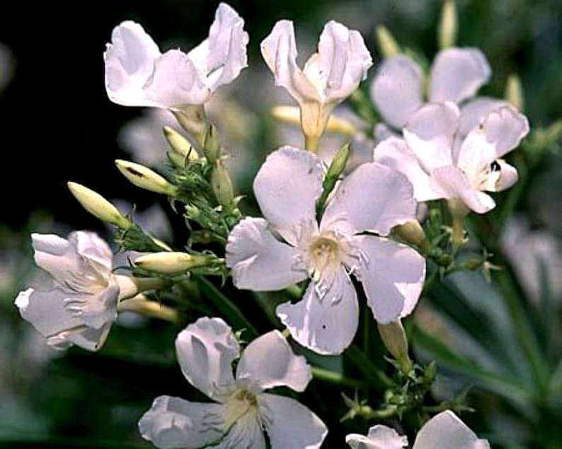 Dwarf Oleander Nerium Plant Pink Flower Easy to Grow OUR GUARANTEE image 3