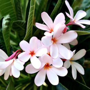 Dwarf Plumeria Plant Easy to Grow OUR GUARANTEE - Etsy