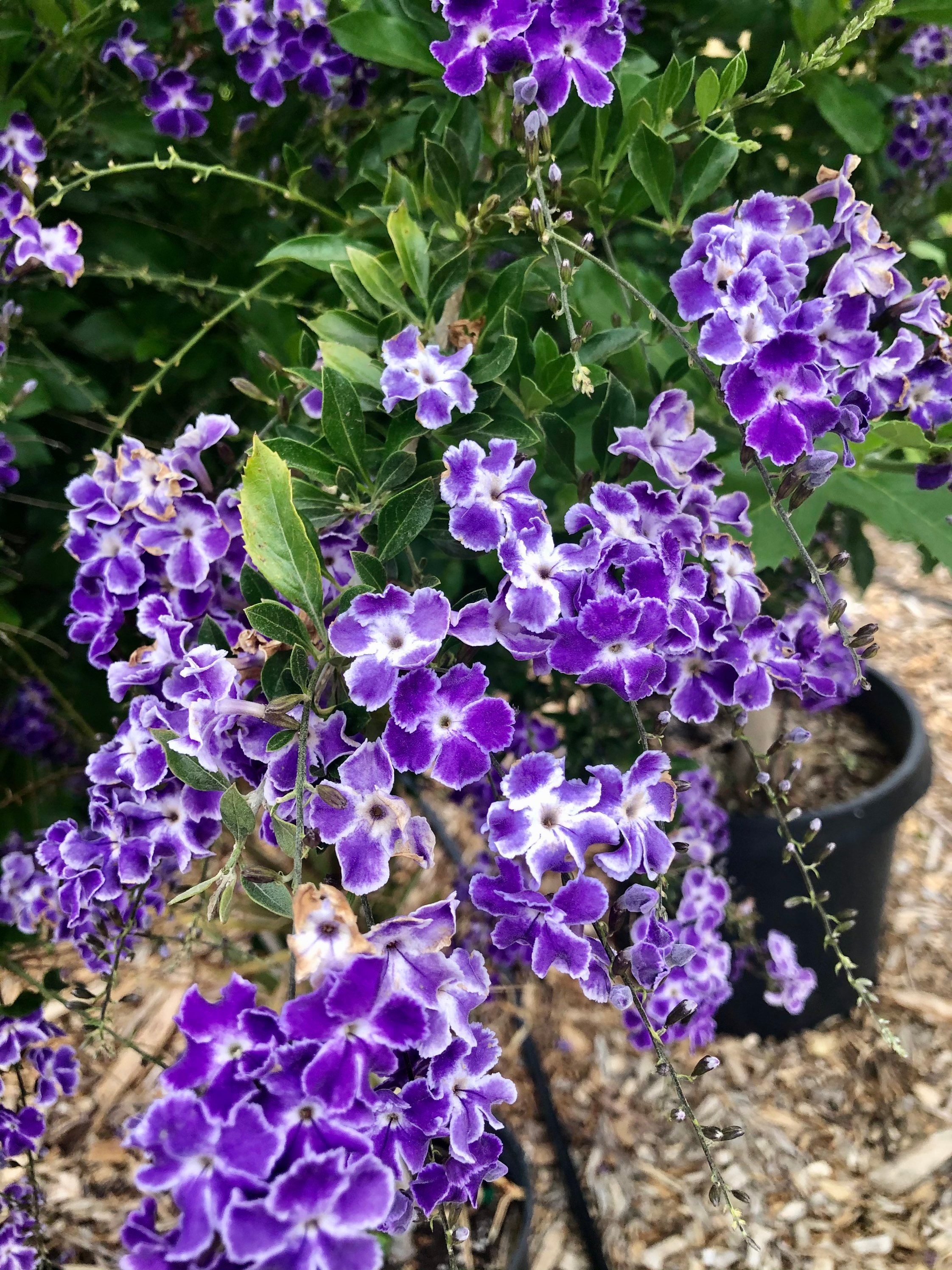 Duranta Erecta Dewdrop Flower Plant A Perfect Housewarming Etsy