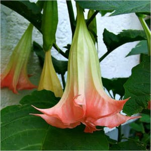 Angel Trumpet Brugmansia Suaveolens Plant Easy To Grow OUR GUARANTEE pink rooted plant
