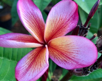 Rare Plumeria Plant A Perfect Gift OUR GUARANTEE