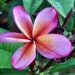 see more listings in the Plumeria Plants section