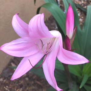 Naked Lady Lily Bulb – Amaryllis belladonna – Pink Flower Bulb – Fall Blooming Perennial – Live Bulb 画像 1