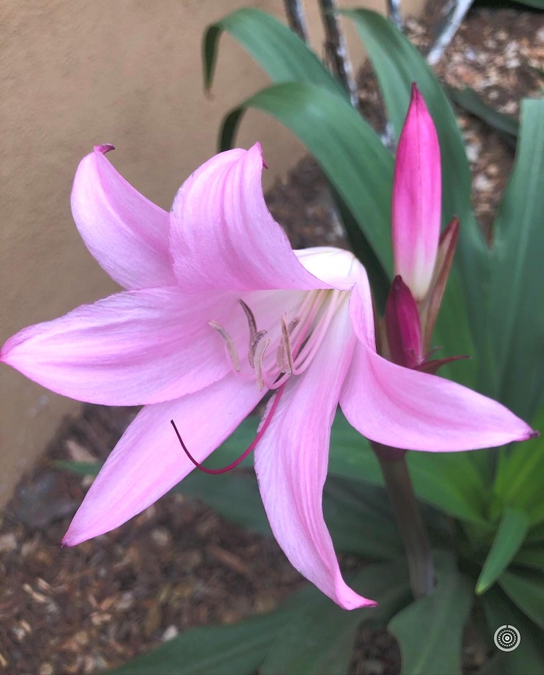 Naked Lady Lily Bulb – Amaryllis belladonna – Pink Flower Bulb – Fall Blooming Perennial – Live Bulb 画像 1