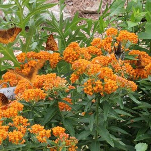 Asclepias Milkweed Starter Plants Easy To Grow OUR GUARANTEE image 4