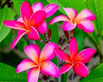 May include: Close-up of vibrant pink plumeria flowers with orange centers and white edges. The flowers are in full bloom, showcasing their delicate petals. Green leaves provide a lush backdrop, highlighting the bright colors of the flowers.
