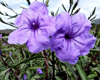 Mexican Petunia Rooted Started Plant