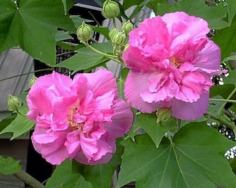 Hibiscus Pink Rose Of Sharon Plant A Perfect Housewarming Gift OUR GUARANTEE