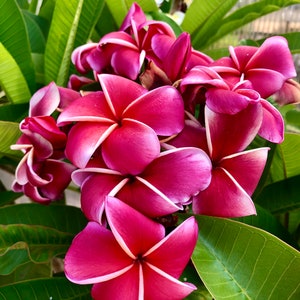 Gina Plumeria Plant in 6" Pot Easy To Grow OUR GUARANTEE