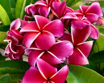 Gina Plumeria Plant in 6" Pot Easy To Grow OUR GUARANTEE