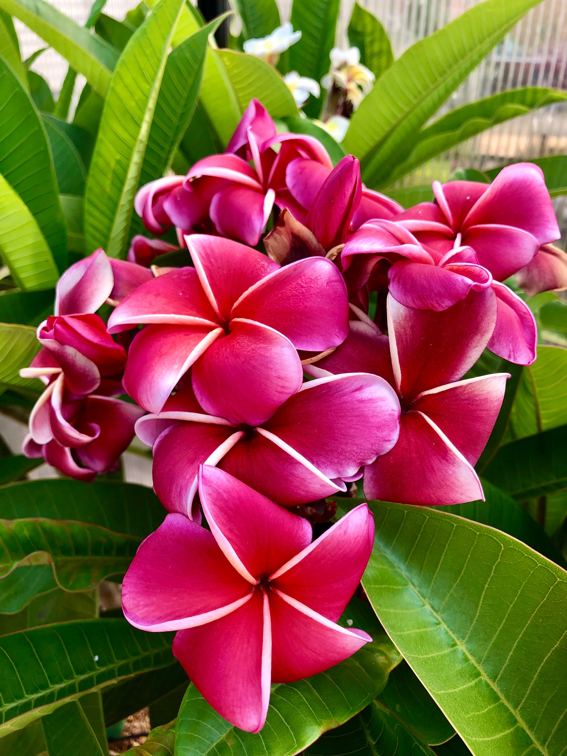 Gina Plumeria Plant in 6 Pot Easy To Grow OUR GUARANTEE - Etsy 日本