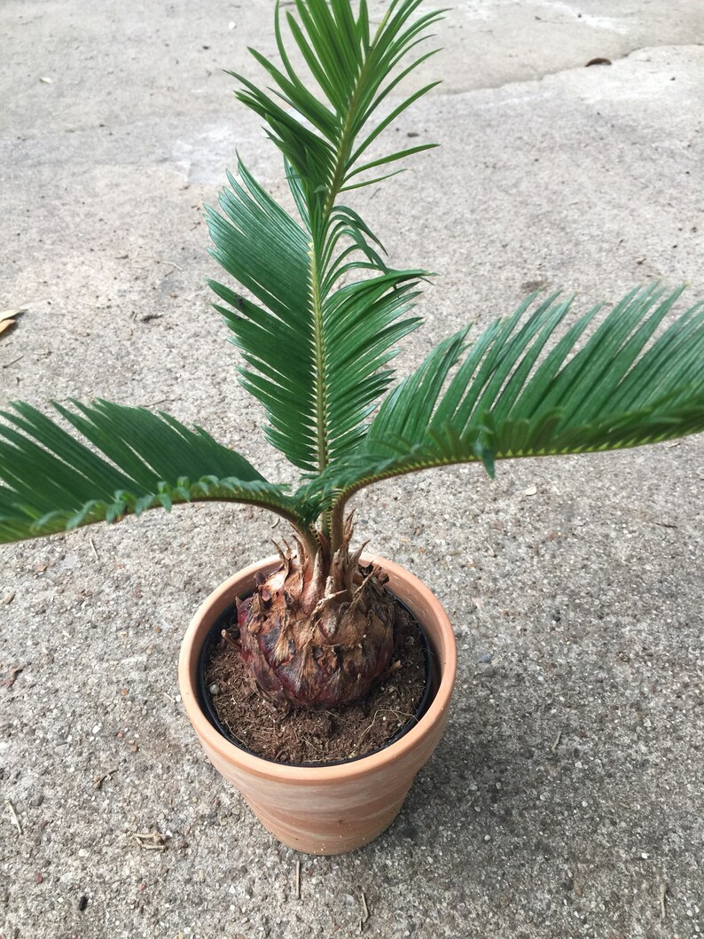 5 Cuttings Sago Palm Tree Unrooted Bulbs Very Easy to grow Etsy