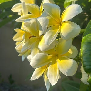 Yellow Plumeria Rooted Cutting, Fragrant Tropical Flower Plant, Live Plumeria for Garden or Pot , Easy Care Hawaiian Plant