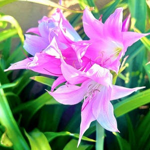 Naked Lady Lily Bulb – Amaryllis belladonna – Pink Flower Bulb – Fall Blooming Perennial – Live Bulb 画像 4