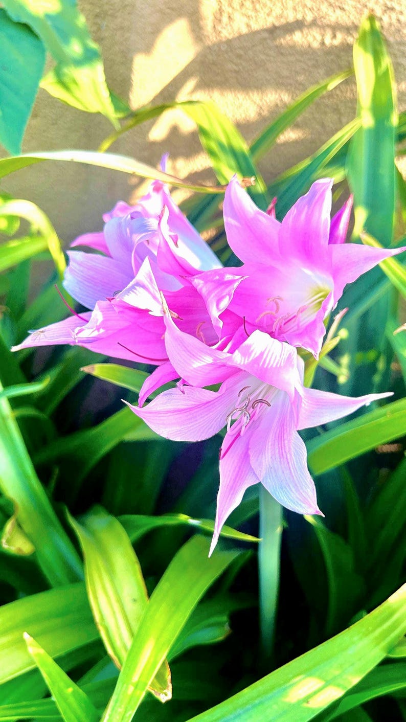 Naked Lady Lily Bulb – Amaryllis belladonna – Pink Flower Bulb – Fall Blooming Perennial – Live Bulb 画像 4