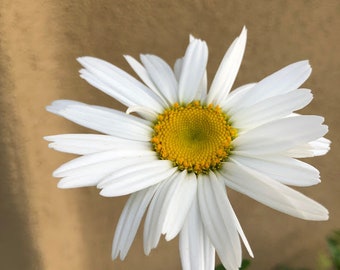 Shasta Daisy Healthy Cuttings, Easy To Grow, OUR GUARANTEE