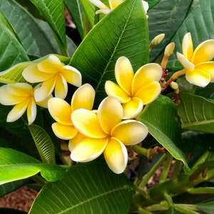 Fragrant Yellow Flowers, Plumeria Plant A Perfect Gift OUR GUARANTEE