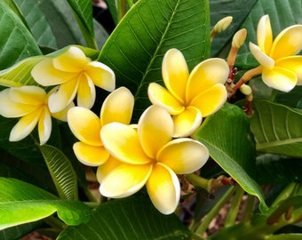 Fragrant Yellow Flowers, Plumeria Plant A Perfect Gift OUR GUARANTEE