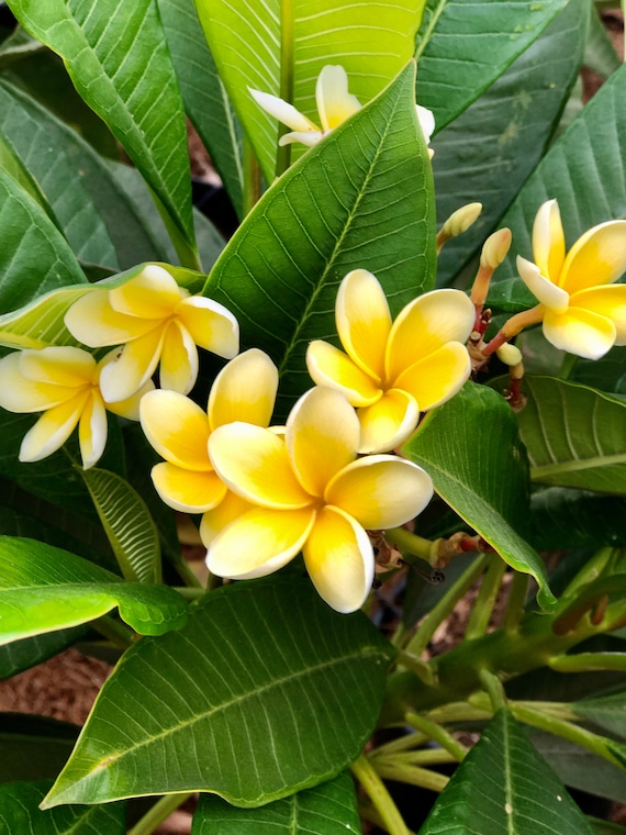 Fragrant Yellow Flowers Plumeria Plant A Perfect Gift OUR | Etsy