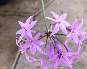 Society Garlic Plant – Lavender Flowers Ground Cover – Drought Tolerant Perennial – Edging Border Plant