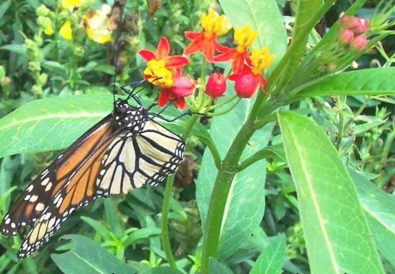 Asclepias Milkweed Starter Plants Easy To Grow OUR GUARANTEE image 3