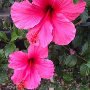 Hibiscus Plant Single Red Flowers Easy To Grow OUR GUARANTEE image 2