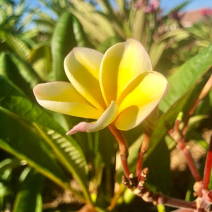 Plumeria Plant – Live Fragrant Tropical Flowering Tree – Easy Care Hawaiian Frangipani – Rooted or Potted – Outdoor or Indoor Garden Plant