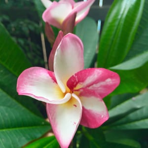 Plumeria &#39;Matisse&#39; – Rare Pink Plumeria Plant with Striking Artistic Blooms – Frangipani Tree – Live Rooted plant or fresh cutting