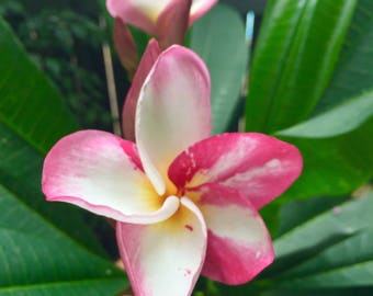 May include: Close-up of a pink and white plumeria flower with a yellow center, surrounded by large, glossy green leaves. The flower petals have a distinctive swirl pattern. The background is a blurred mix of green foliage and a glimpse of a wooden fence.