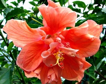 Hibiscus Plant Double Orange Flower Easy To Grow OUR GUARANTEE