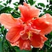 see more listings in the Hisbiscus Plants section