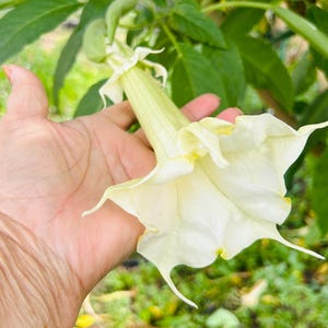 May include: A close-up of a large, creamy white flower with a trumpet shape, held against a backdrop of green foliage. The flower's petals are delicate and slightly ruffled, with a subtle yellow hue at the edges. The plant is in a garden setting.
