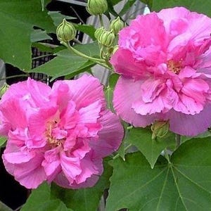 Live Rose of Sharon Plant – Hardy Hibiscus Shrub for Garden or Patio | Perennial Flowering Bush | Attracts Hummingbirds & Bees