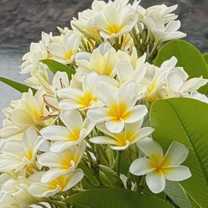 Cream Yellow Plumeria Rooted Cutting – Soft Fragrant Tropical Flower Plant – Live Frangipani with Pale Yellow Blooms, Easy Care Exotic Plant