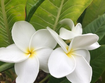 Beautiful White Flowers Plumeria Plant A Perfect Gift OUR GUARANTEE