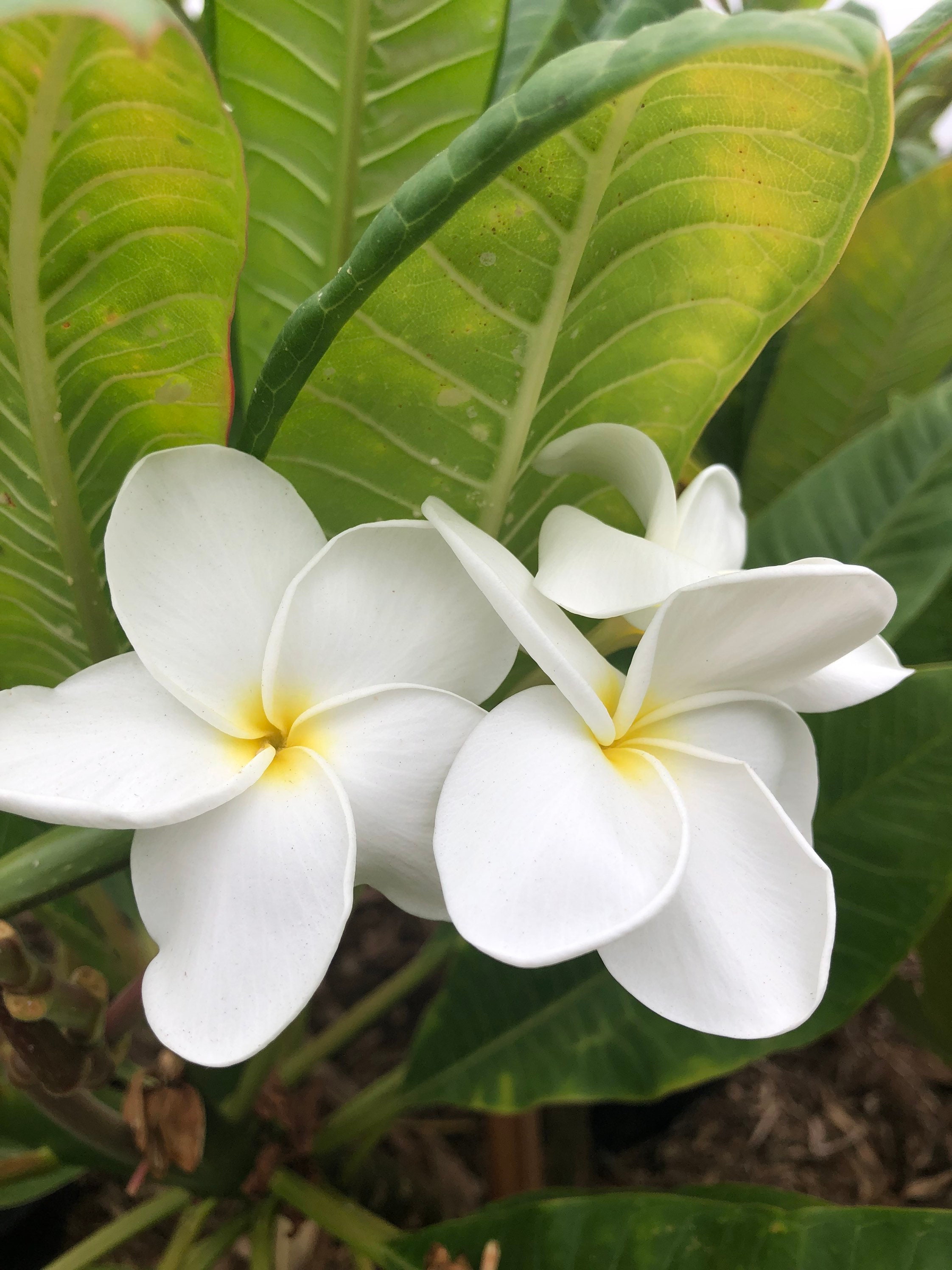 Buy Beautiful White Flowers Plumeria Plant A Perfect Gift OUR GUARANTEE  Online in India - Etsy